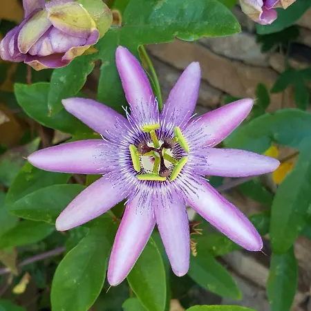 Passiflore Apartamento *